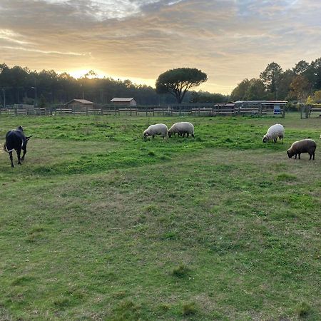 Gite - La Ferme A La Plage Le Porge Εξωτερικό φωτογραφία