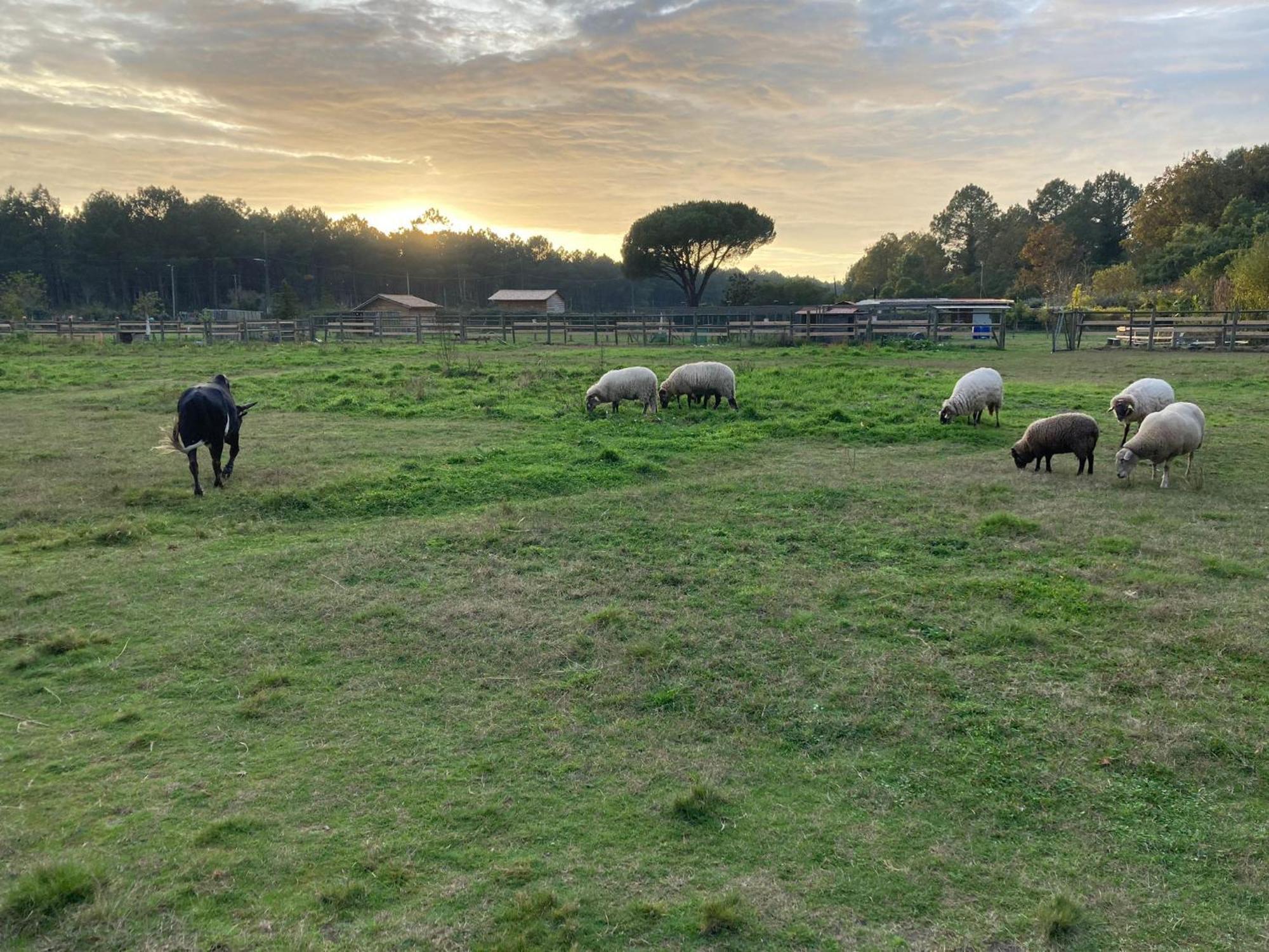 Gite - La Ferme A La Plage Le Porge Εξωτερικό φωτογραφία